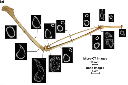 Bird bone internal structure showing porosity