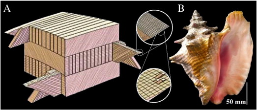 Conch shell lamellar structure